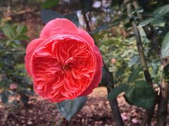 景点-人民公园(罗湖区)