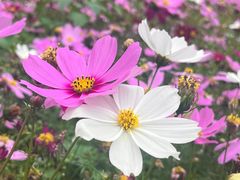 -天适樱花悠乐园