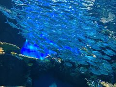 -华夏文旅海洋公园