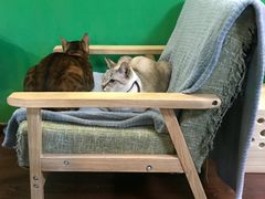 -李小姐の猫咖啡馆(五角场店)