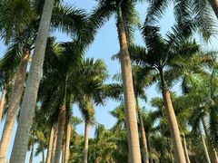 -中国科学院西双版纳热带植物园