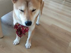 -柴犬小屋·柴餐厅·狗咖食堂(金鼎广场店)