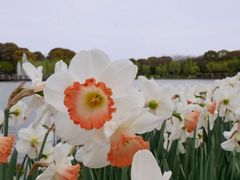 -上海鲜花港