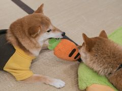 -逗柴咖啡屋·狗咖猫咖宠物桌游