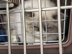 -美联众合动物医院·24h京西诊疗中心