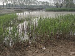 -大兴滨河森林公园