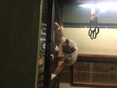 -猫咪博物馆(顶澳仔猫街店)