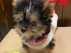-逗柴咖啡屋·狗咖猫咖宠物桌游