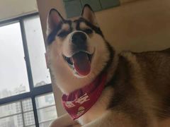 -Husky Go! 哈士奇体验馆·宠物咖啡厅狗咖