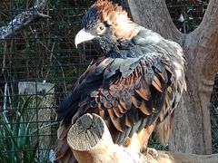 -费瑟代尔野生动物园