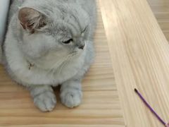 -李小姐の猫咖啡馆(五角场店)