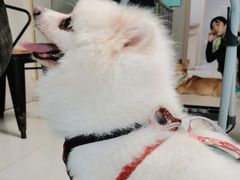 -关爱动物医院·心脏·中兽医·异宠(金牛路分院)