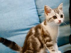 -爱妮康宠物医院·干细胞免疫细胞·肿瘤·心脏(张江店)