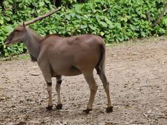 -广州长隆国际大马戏