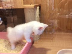-Pets First伊珊娜洗护·精致美容·家庭式寄养(新会路店)