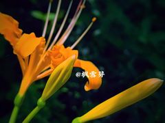 -杭州植物园