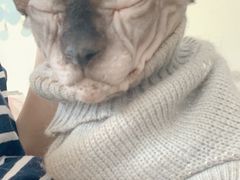 -李小姐の猫咖啡馆(五角场店)