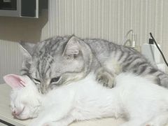 -宠颐生宠物医院·心肾内科·猫专科诊疗中心宠巢店