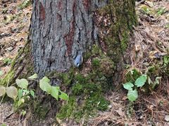 -五营红松林海景区