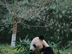 -都江堰中华大熊猫苑