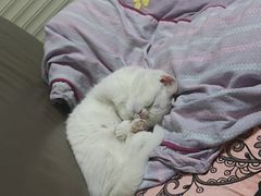 -伟伟宠物医院·瑞派猫友好医院·猫科(光谷店)