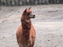 -成都动物园