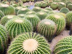 -深圳仙湖植物园