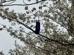 -高东镇樱花园