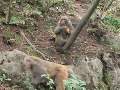 -黔灵山公园