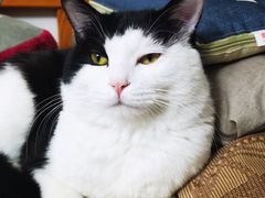 -瑞派·关忠动物医院·猫专科·犬专科(三环新城店)