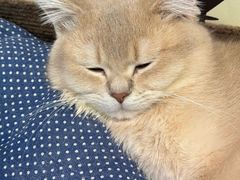 -大型宠物商超·宠海王国·宠物猫狗活体·用品·美容(新世界百货重庆店)