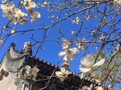 -护国法轮寺