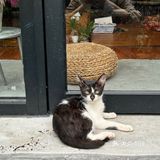 在花都，发现了日本的夏天🎐