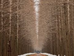 -黄海国家森林公园