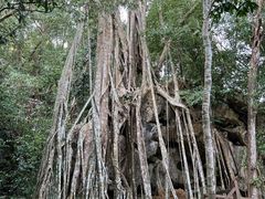 -中国科学院西双版纳热带植物园