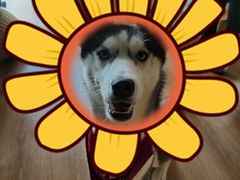 -Husky Go! 哈士奇体验馆·宠物咖啡厅狗咖