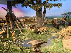 -国家自然博物馆