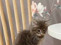 -楼上猫咖(罗湖店)