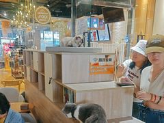 -藏猫猫咖啡主题馆(中央大道店)