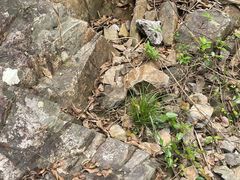 -宁波余姚老柿林山居度假村