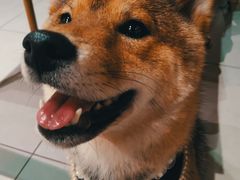 -柴务处·柴犬主题狗咖