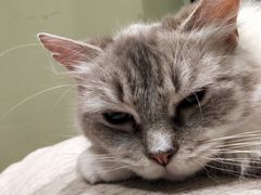 -藏猫猫咖啡主题馆(中央大道店)