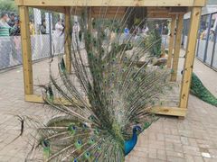 -长白岛森林公园