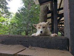 -宫城藏王狐狸村