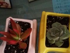 -龙大花卉苗木市场