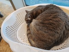 -Catmate·猫肥家润(金润铂宫店)