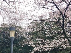 -武汉大学-樱园