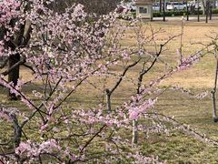 -大望京公园
