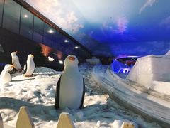 -世界之窗阿尔卑斯冰雪世界