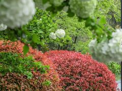 -上海共青森林公园